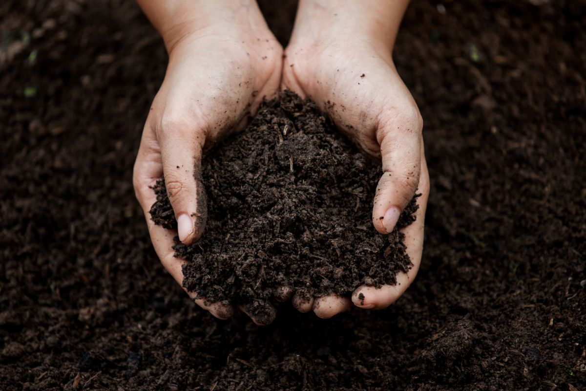 Soil