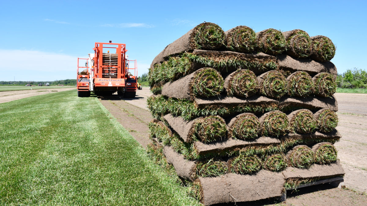 Queensville Sod Farm - Fresh Sod Supplier in Toronto & GTA