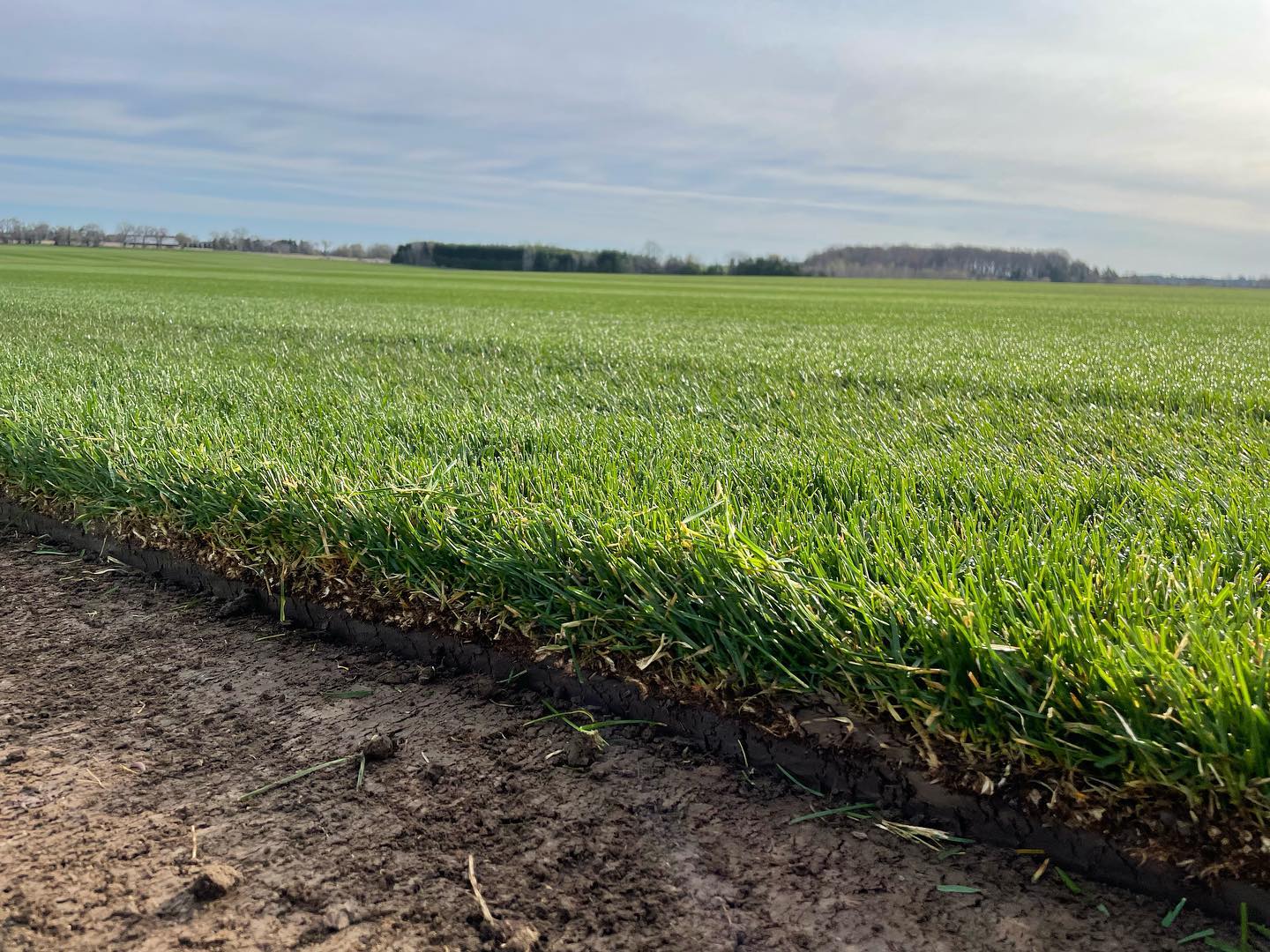 Premium Kentucky Bluegrass