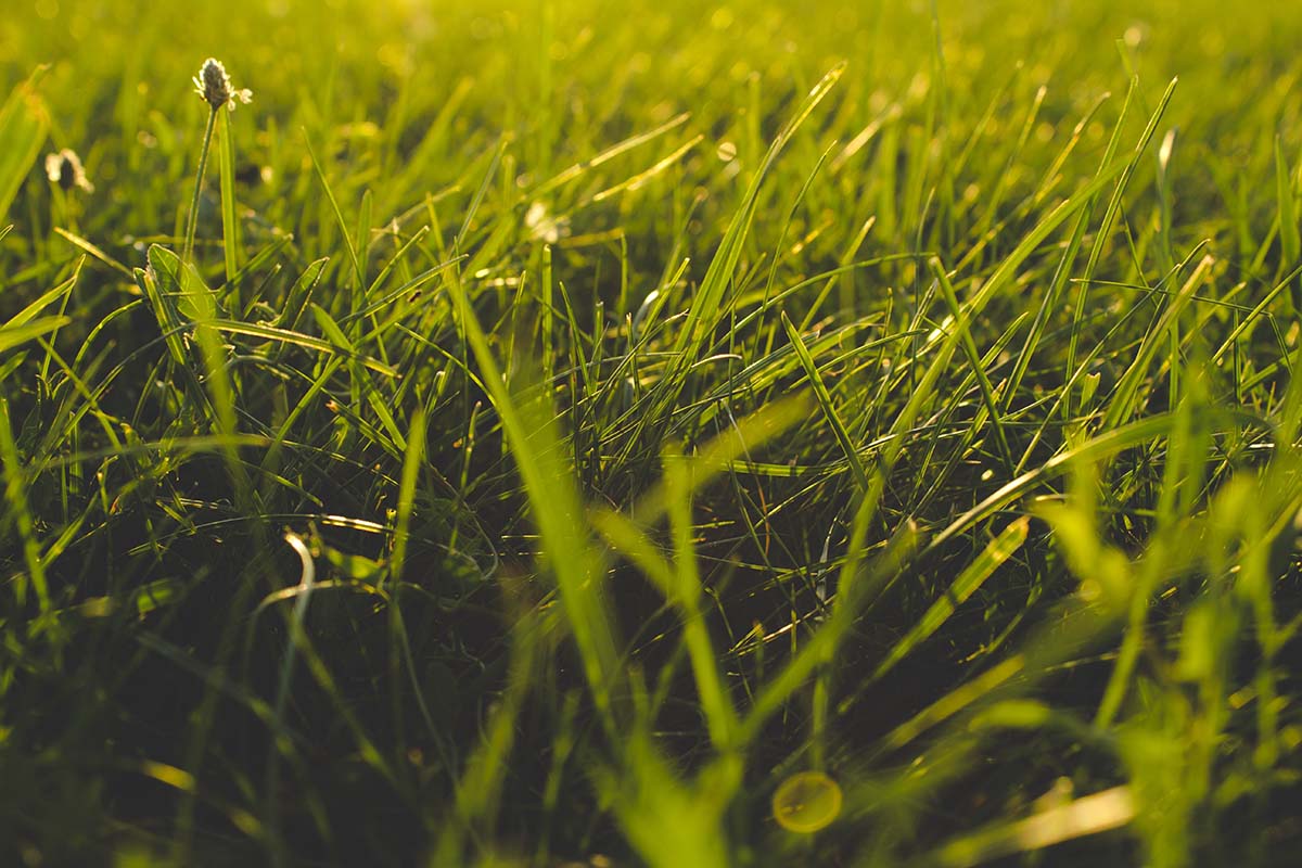 Restore Your Lawn with Our New Topdressing Kit