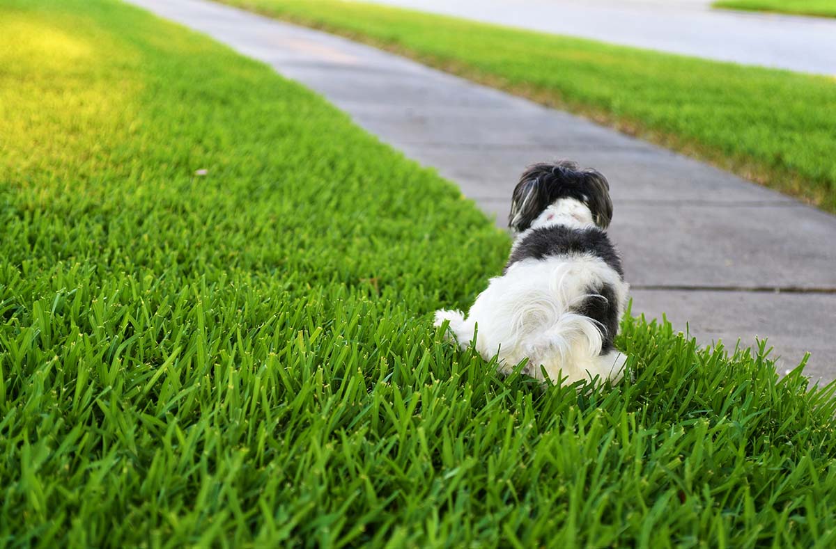 Help! How Do I Fix My Lawn from Dog Urine?
