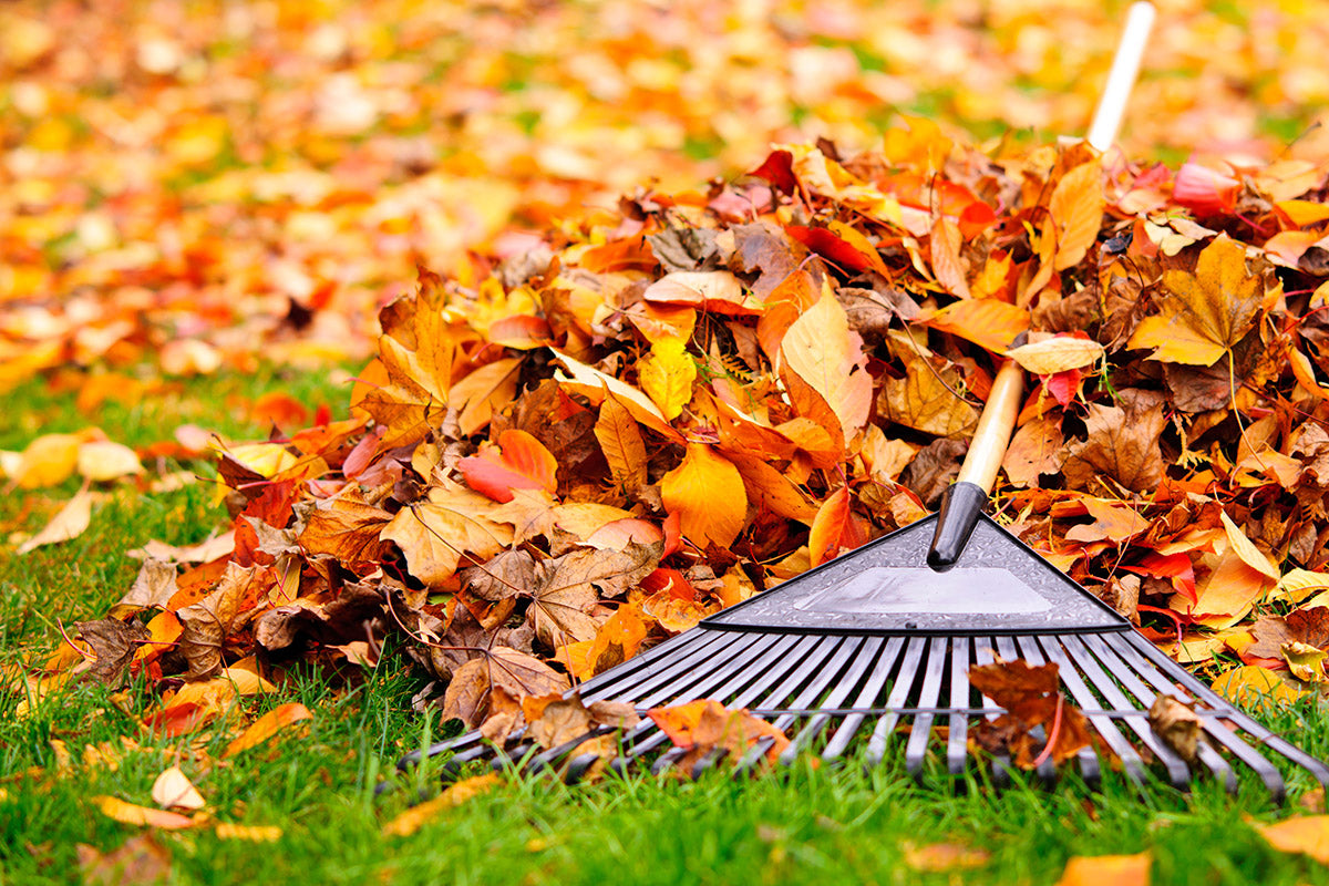 Dealing with Sod Stress: Seasonal Transition Tips