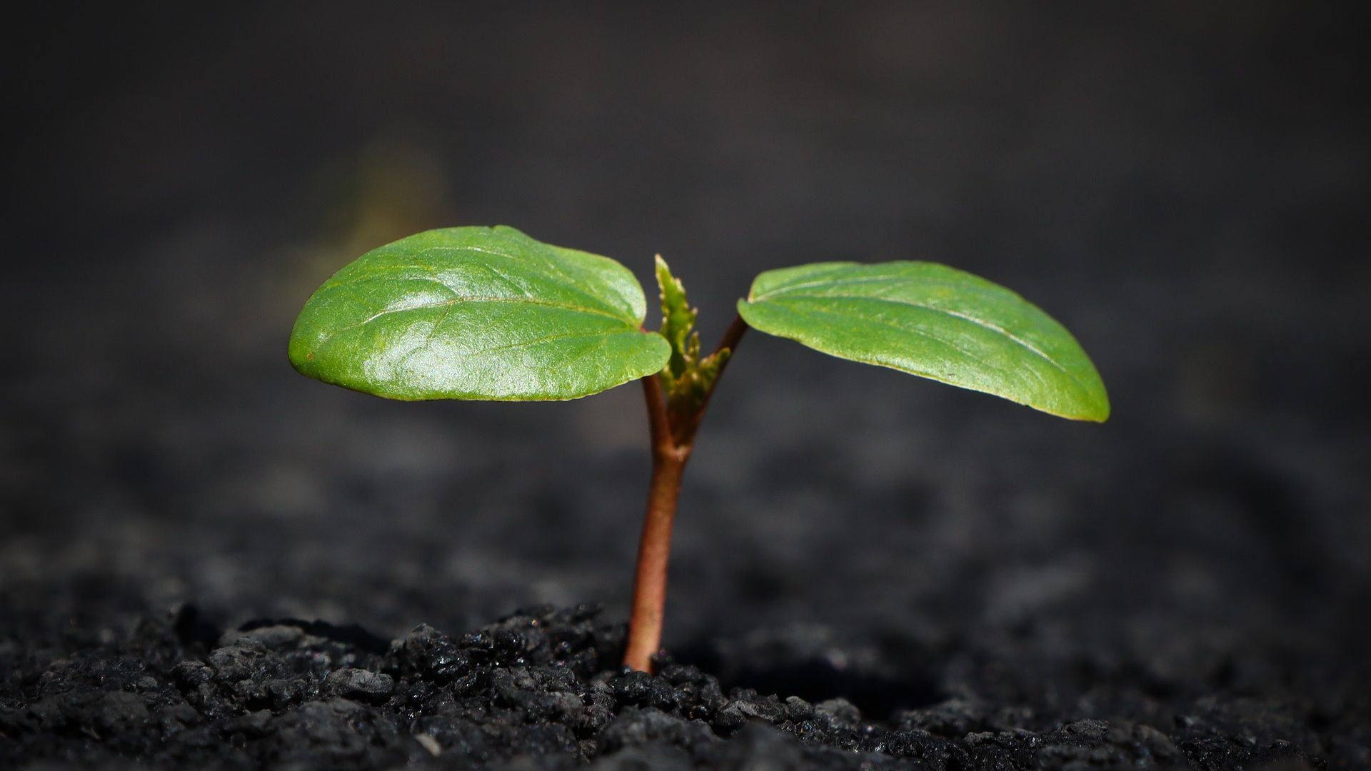 Fill Dirt vs. Topsoil: Key Differences and Best Uses