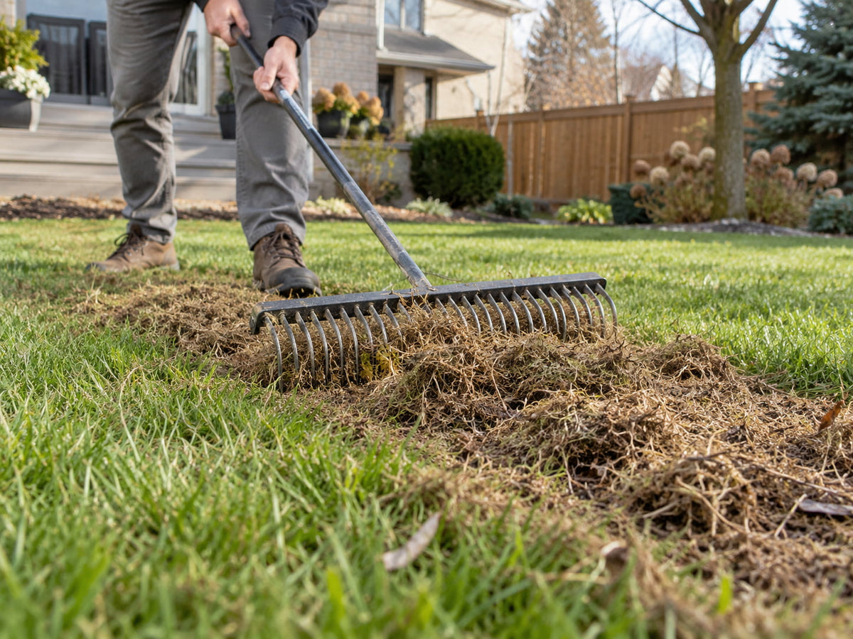 How to Dethatch a Lawn in Ontario?