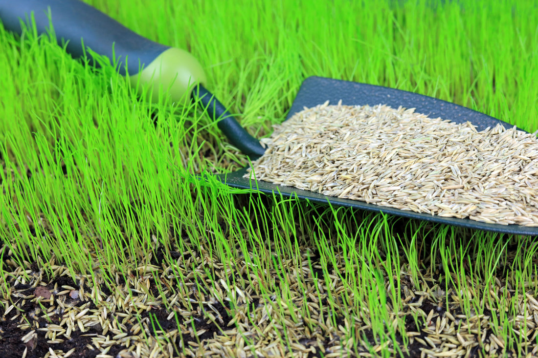 Campus Green Grass Seed - Add on or Pick-Up Only
