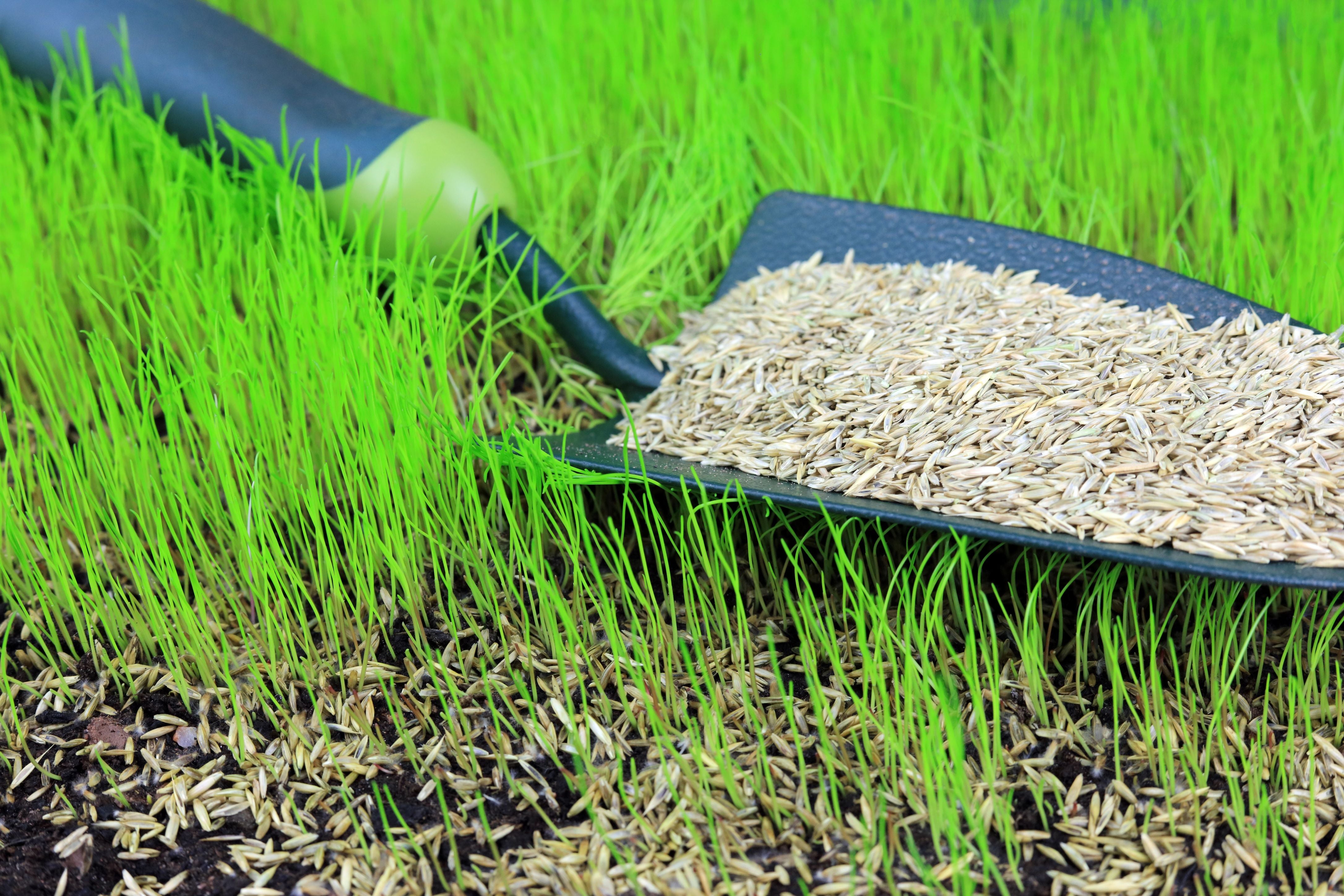 Grass Seed Collection For Every Lawn | Queensville